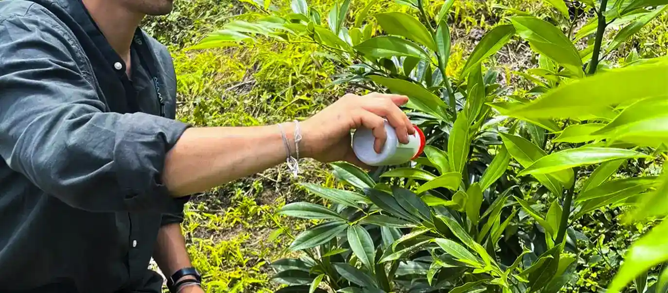 Depredadores naturales son aplicados a las plantas para evitar plagas