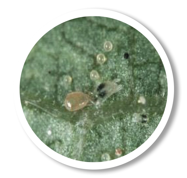 Acaro depredador Frankliniella occidentalis
