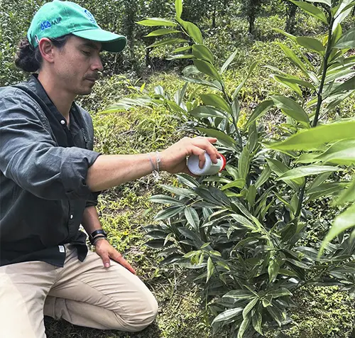 Productor aplicando ácaros depredadores