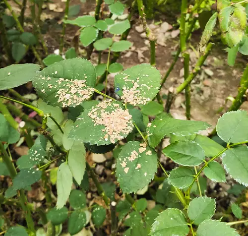 CALIMIP exterminando insectos ubicados en las hojas de los cultivos