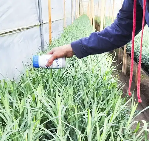 CUCUMIP ácaros depredadores
