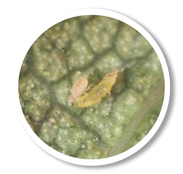 Ácaros Cucumip