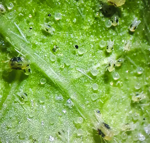 Productor aplicando ácaros depredadores ACAMIP