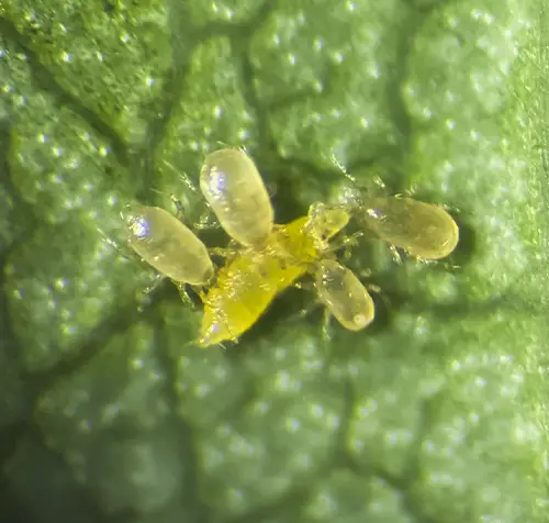 CUCUMIP exterminando insectos ubicados en las hojas de los cutivos