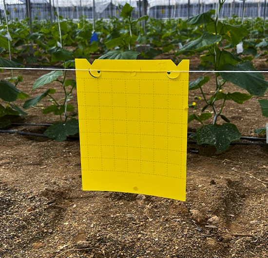 Trampa cromática colocada en cultivo