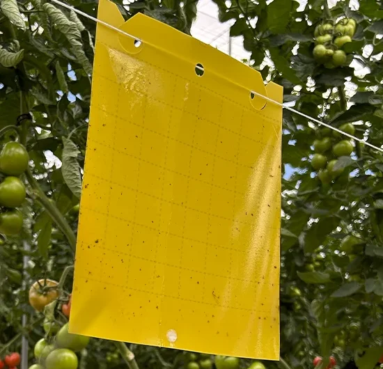 Trampa cromática para la captura de insectos que afectan la plantación