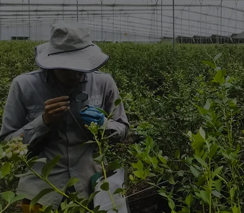Revisión técnica del producto aplicado en hojas para evaluar su eficacia