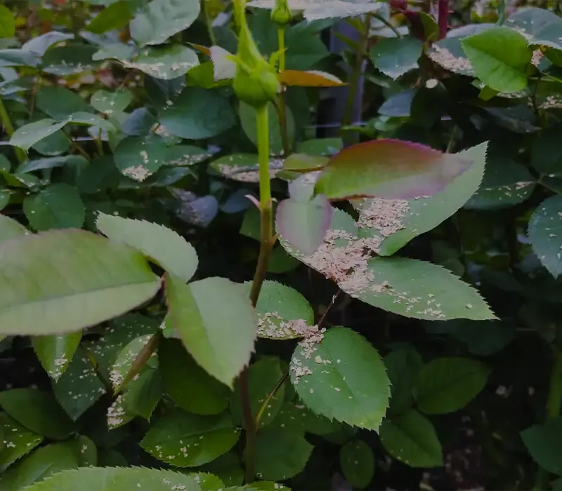 Plantas con el producto aplicado de ACAMIP