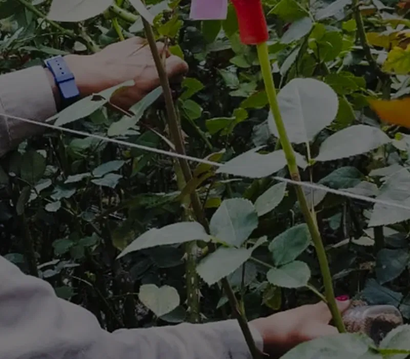 Agricultor verificando su cultivo libre de plagas