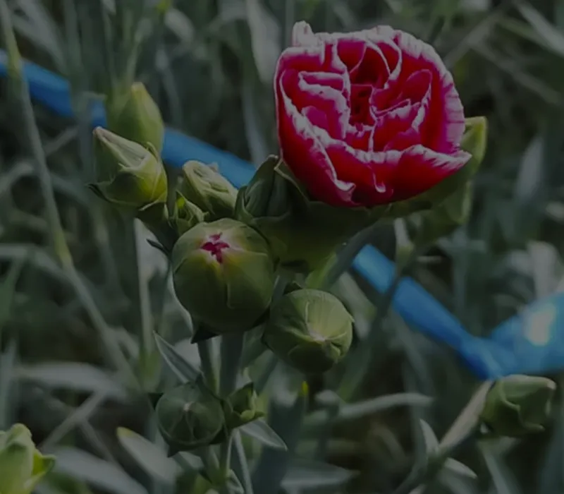 Clavel en etapa de floración dentro de un cultivo agrícola protegido