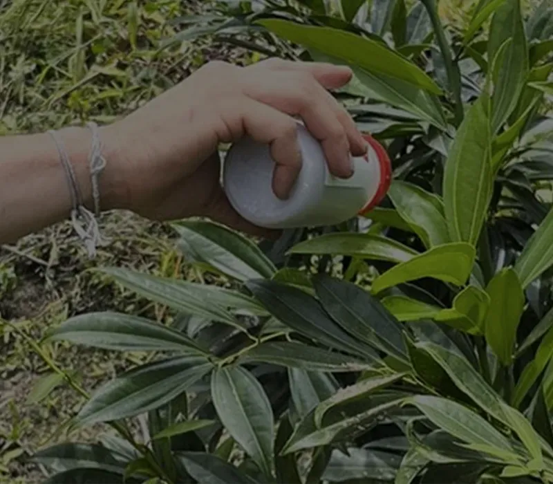 Uso de frasco aplicador con ácaros depredadores en campo agrícola