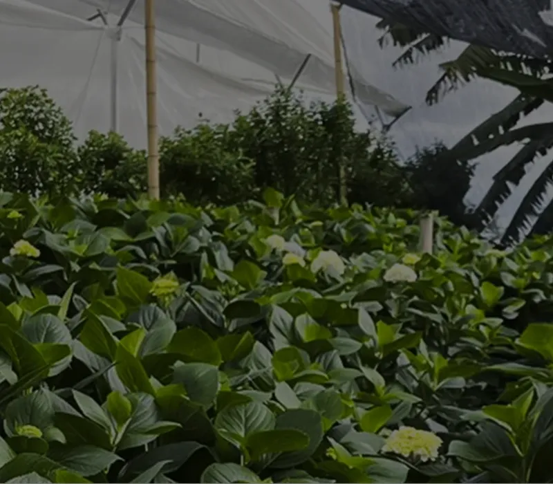 Invernadero con cultivo verdes saludables gracias al biocontrol.