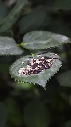 Se puede observar la aplicación del producto Limomip en las hojas de las plantas en versión móvil