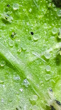 Huevos de ácaros predadores adheridos a la hoja de cultivo