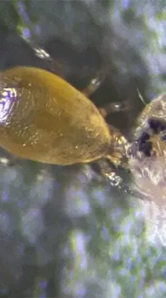Nuestros productos eliminando plagas en cultivos visto al microscopio