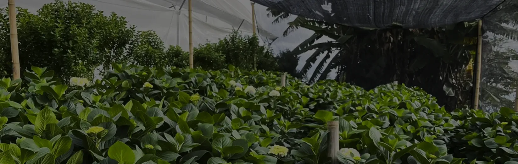 Cultivo protegido bajo invernadero con técnicas sostenibles de control biológico.