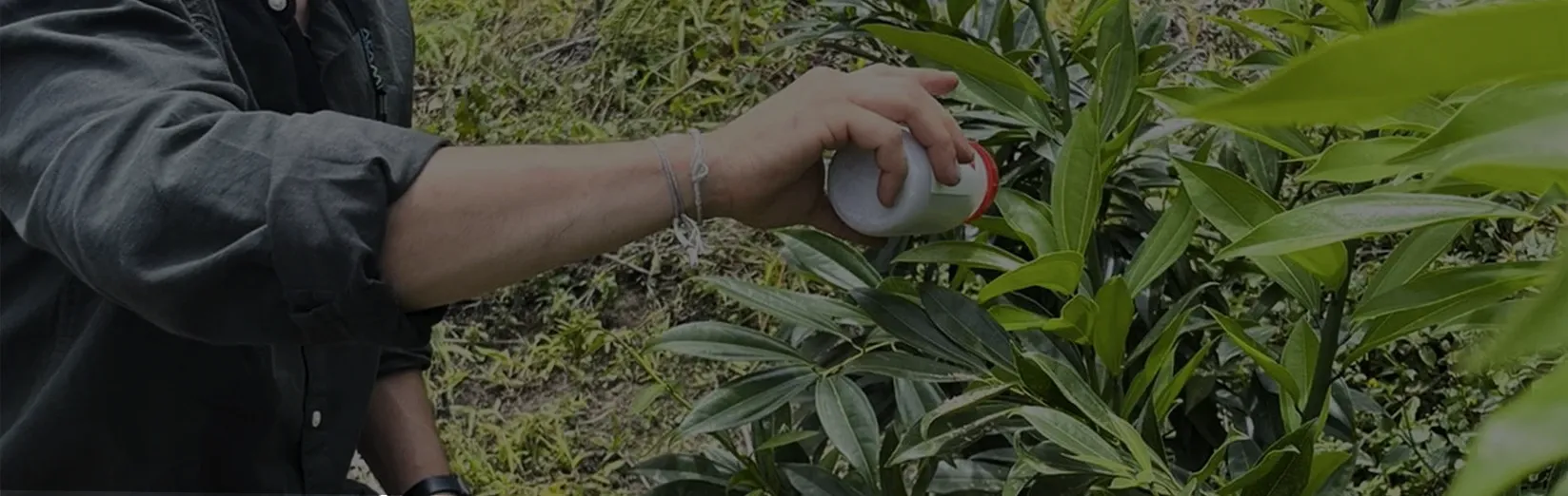 Aplicación manual de enemigos naturales para el control biológico de plagas en cultivos agrícolas.