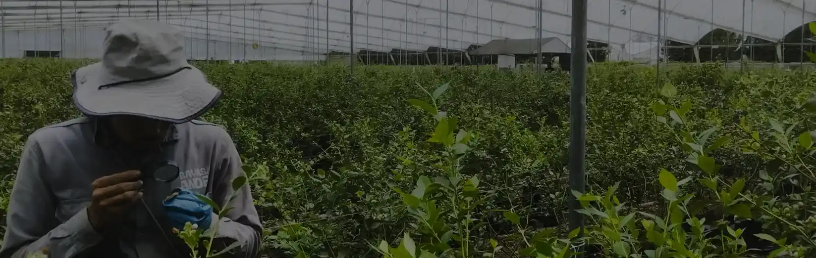 Se visualiza un técnico realizando la verificación del producto, con un seguimiento de su evolución