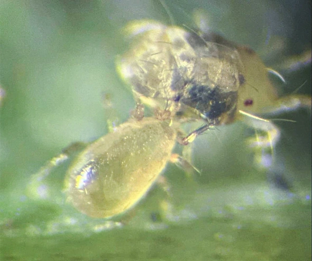 Calimip eliminando a una araña roja