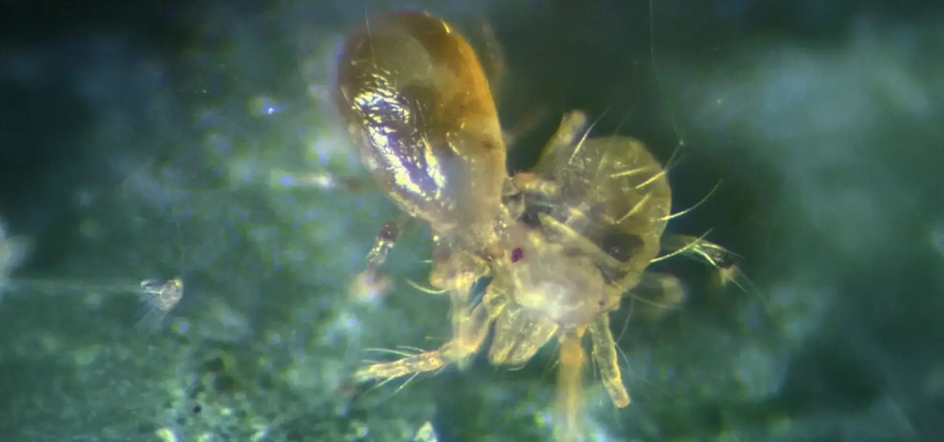 Calimip depredador de araña roja