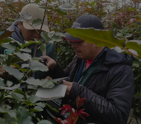 Verificación de producto en el cultivo