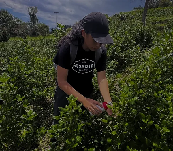 Agricultor colocando los ácaros en plantas vesión móvil