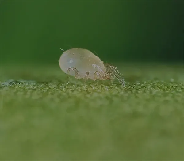 Ácaro depredador en la planta cazando insectos