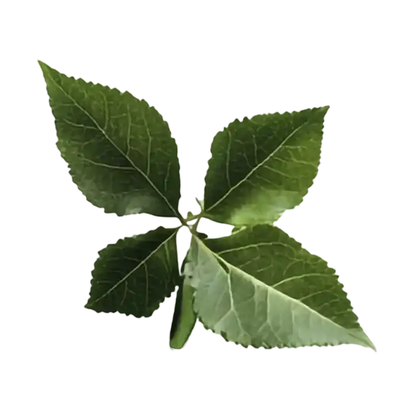 Imagen de una planta en referencia