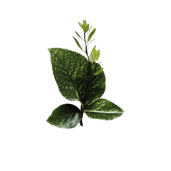 Referencia de las plantas que reciben los productos de ACAMIP