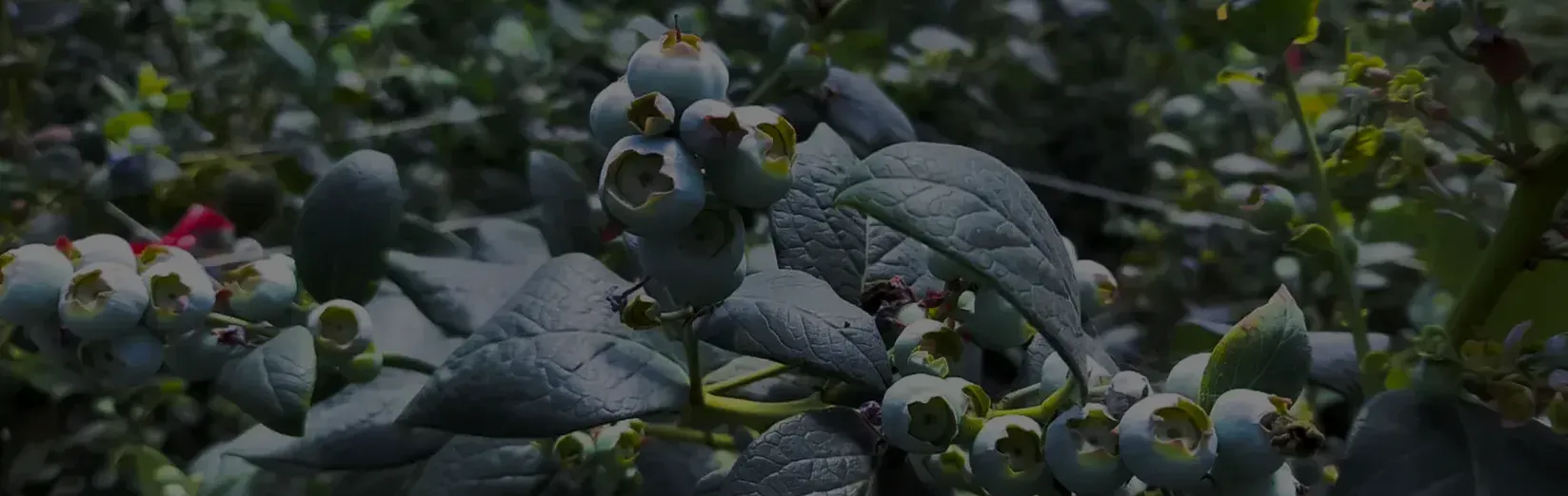 Hojas de plantas protegidas en contra de plagas por cada producto ACAMIP