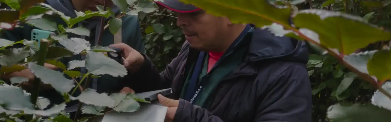 Inspección y análisis del producto in situ