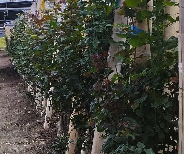 Plantas en las que pueden estar