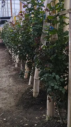 Se alimentan de plagas que se encuentran en las hojas