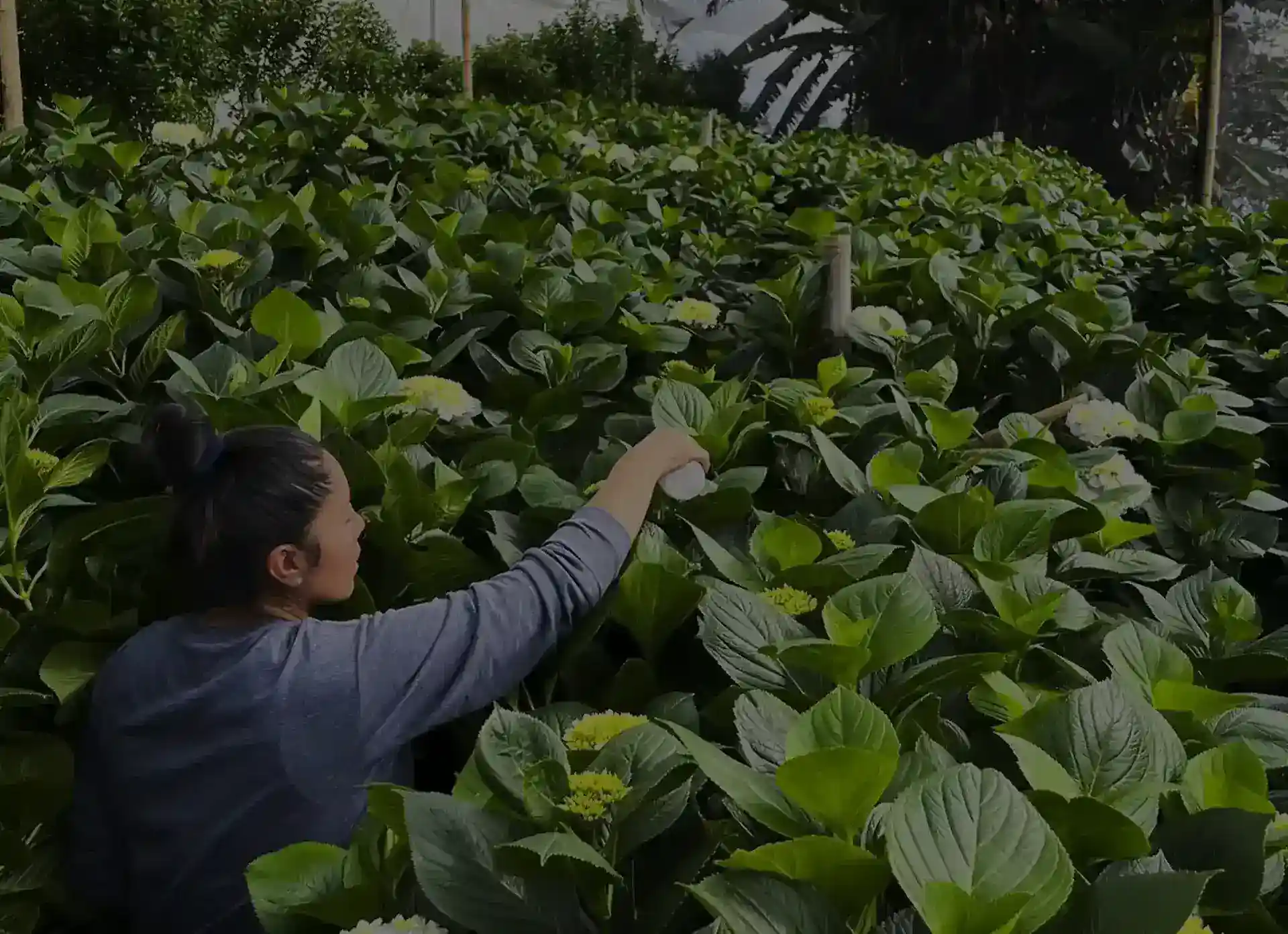 CUCUMIP ácaros depredadores