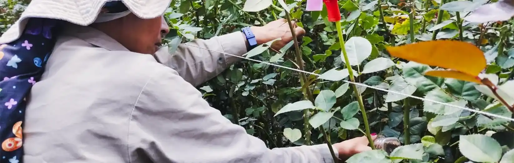 Aplicación manual de ácaros depredadores en cultivo de rosas