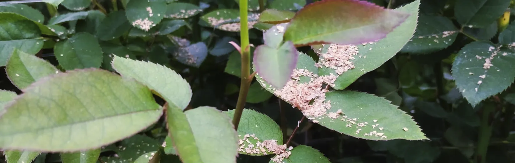 Fotografía de unas plantas que tienen el producto de ACAMIP en sus hojas