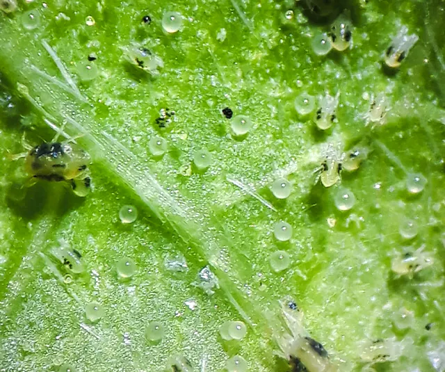 Huevos y ninfas de ácaros benéficiosos sobre las hojas en fase inicial de control biológico agrícola