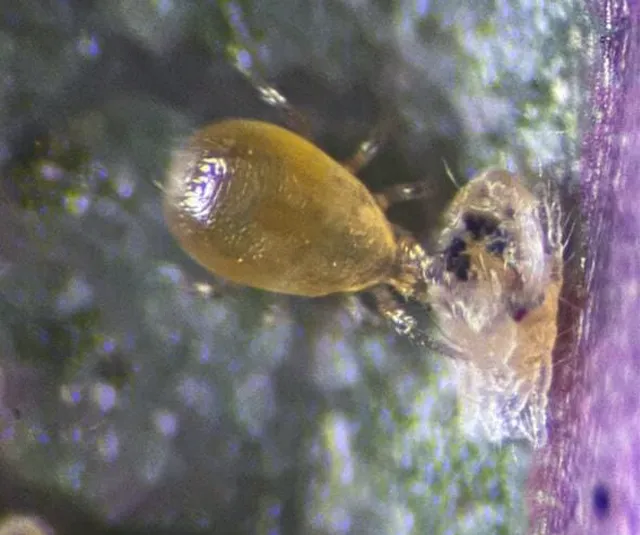 Depredador en acción alimentándose de plaga en hoja bajo lente microscópica