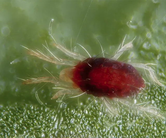 Detalle de un ácaro rojo Tetranychus urticae, plaga común en cultivos agrícolas