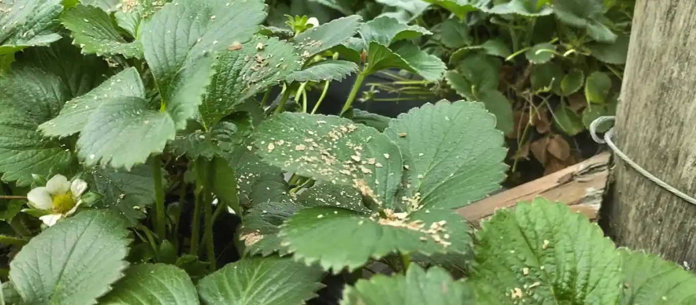 Ácaros depredadores distribuidos en cultivos como biocontrol natural