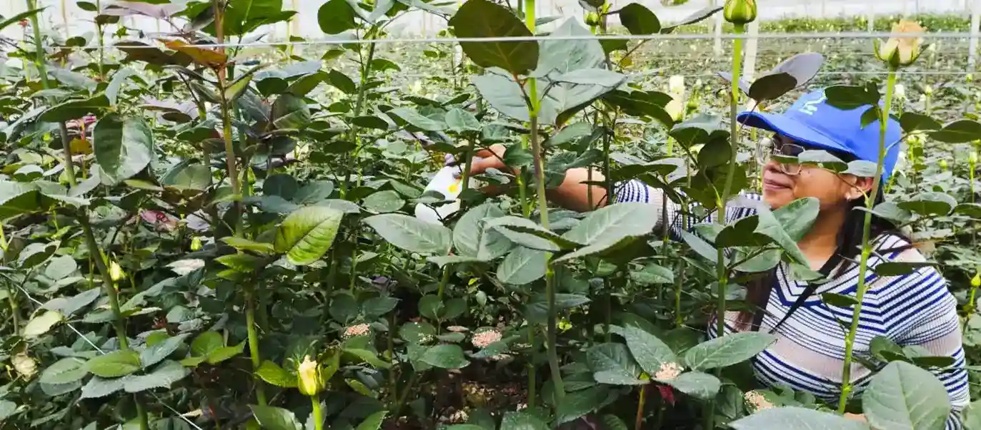 Imagen en la que un técnico esta implementando el producto en una plantación